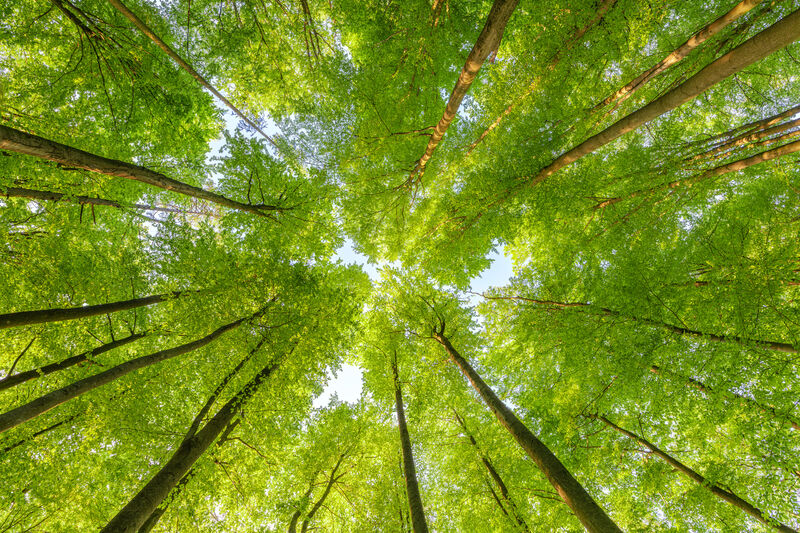 Looking up at a vibrant green forest canopy with sunlight filtering through, tall tree trunks converging toward the blue sky, creating a peaceful natural scene.