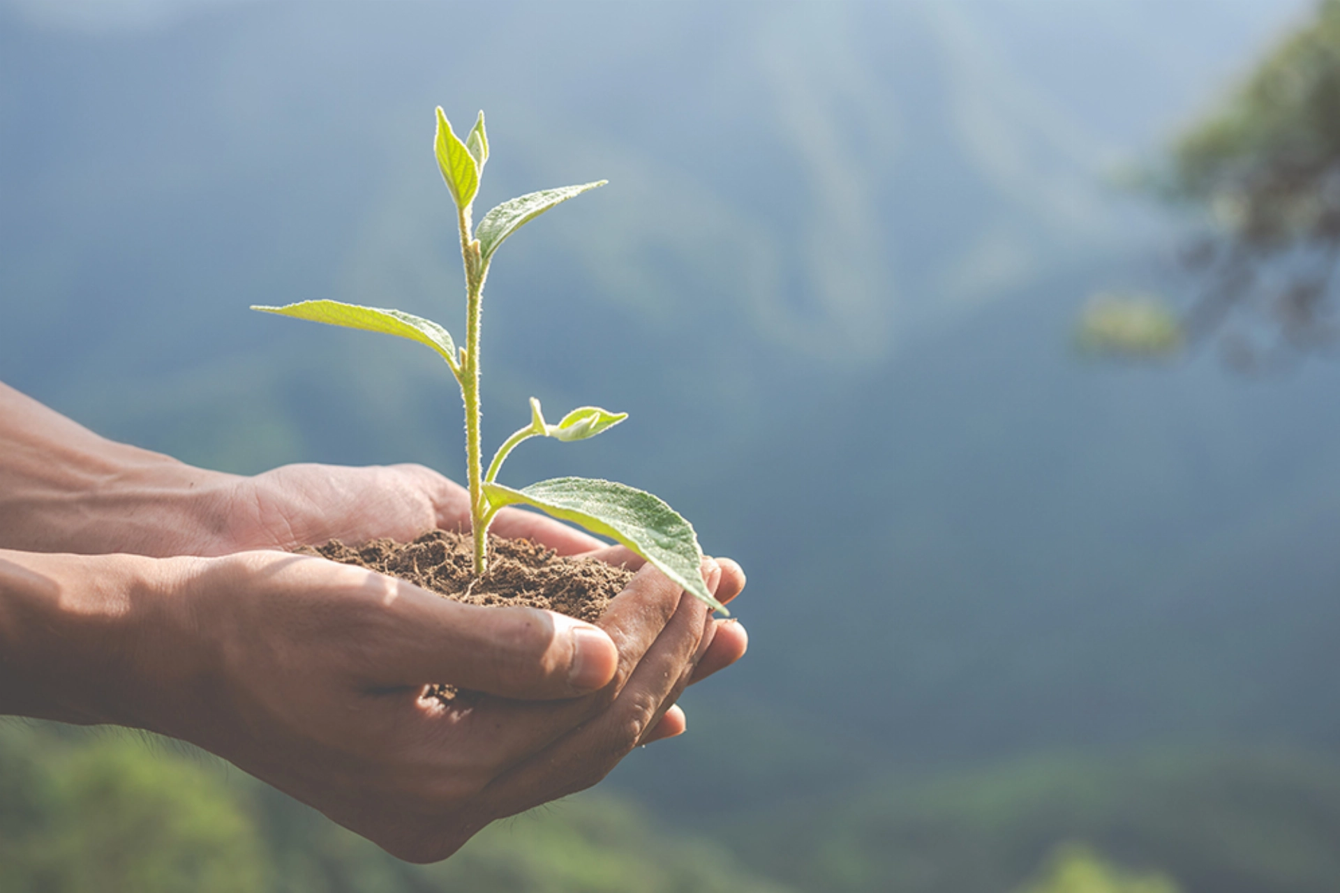 Hands holding a small plant with soil against a blurred natural background.